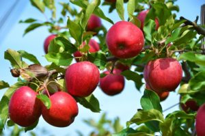Choosing the Most Productive Fruit Trees Is Easier Than You Think