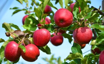 Choosing the Most Productive Fruit Trees Is Easier Than You Think